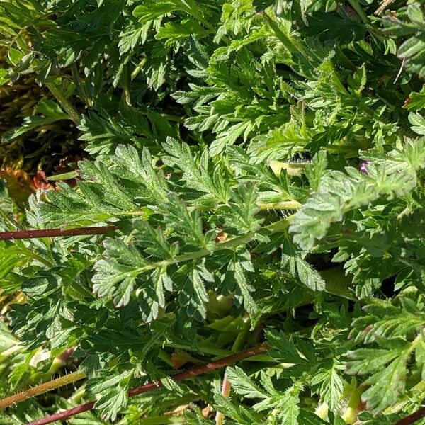 Erodium cicutarium Hoja