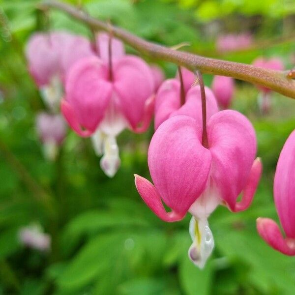 Lamprocapnos spectabilis Květ