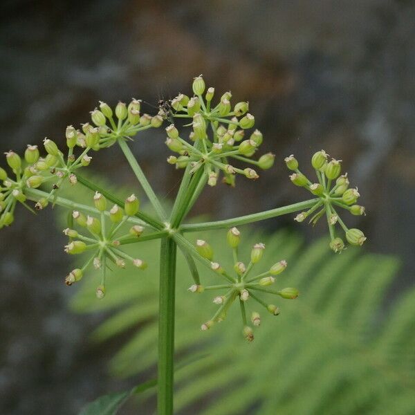 Oenanthe javanica Habitus