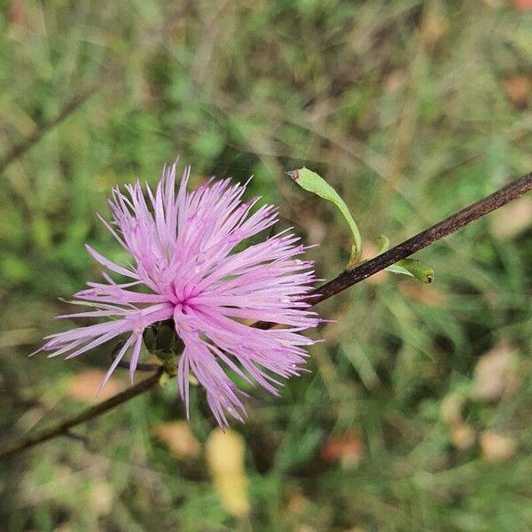 Mantisalca salmantica Flors