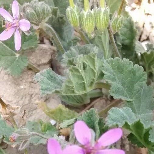 Erodium malacoides फूल