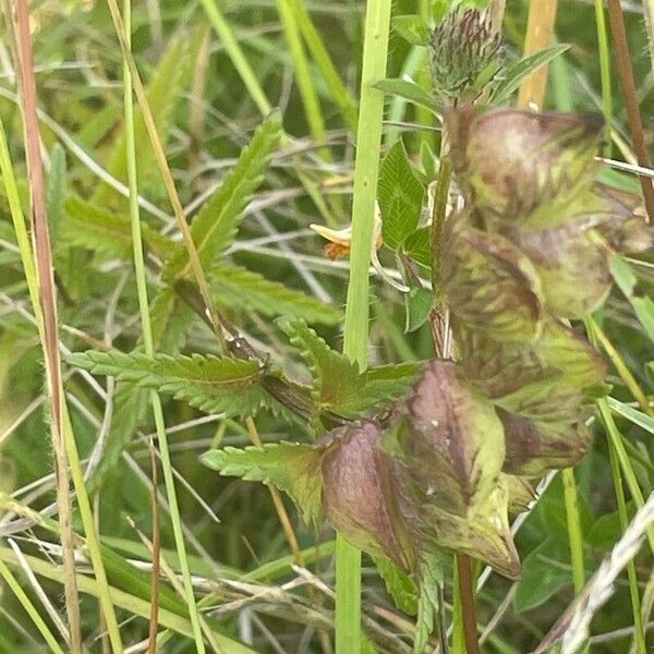 Rhinanthus minor Frukt