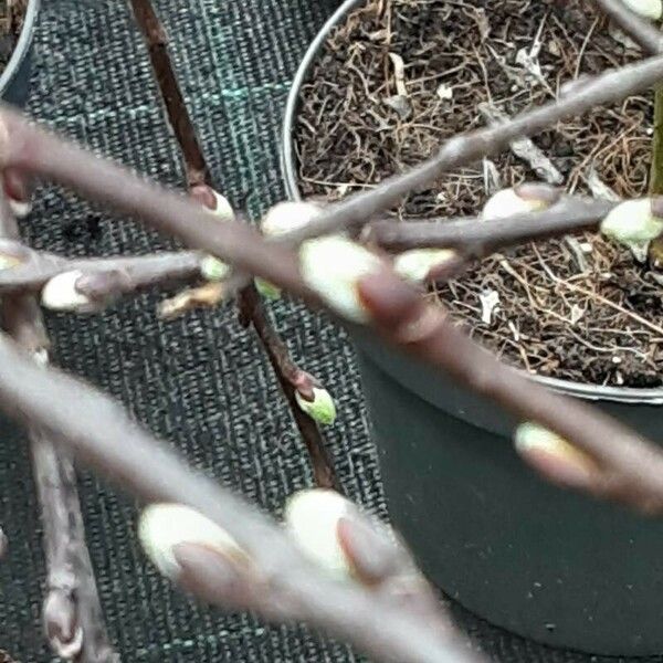 Salix repens Flower