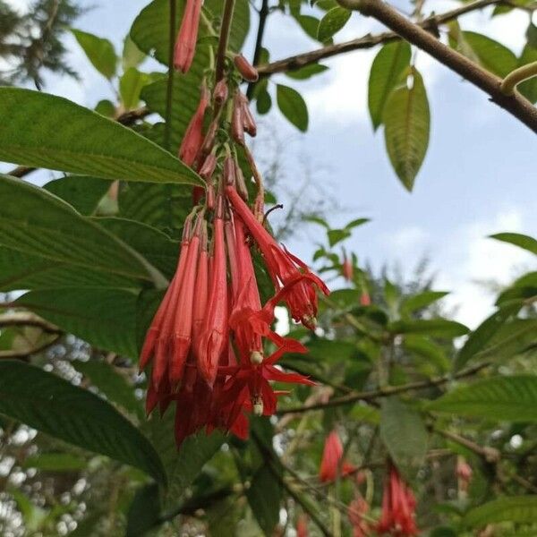 Fuchsia boliviana Blomma