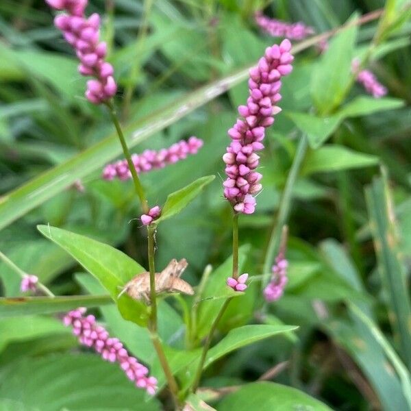 Polygonum persicaria Flower