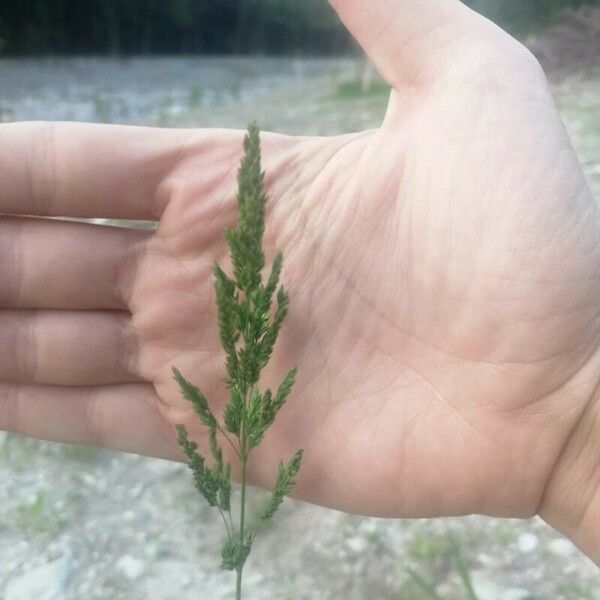 Polypogon viridis List