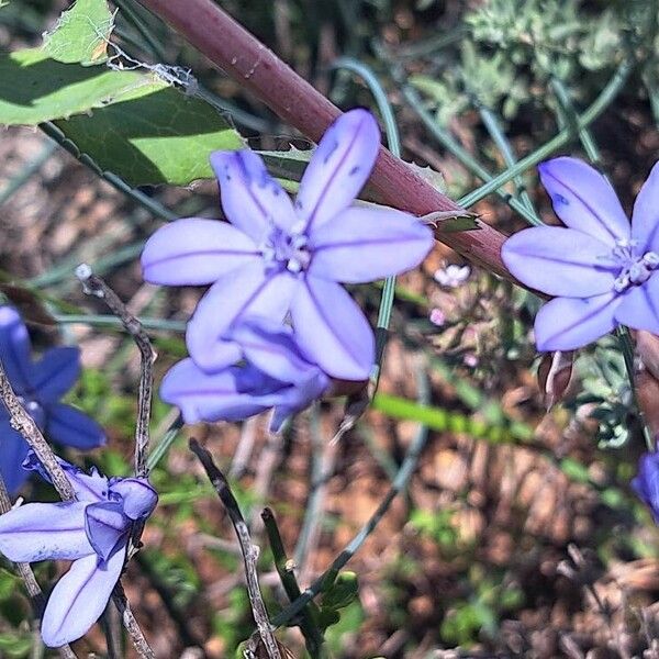 Aphyllanthes monspeliensis Floro