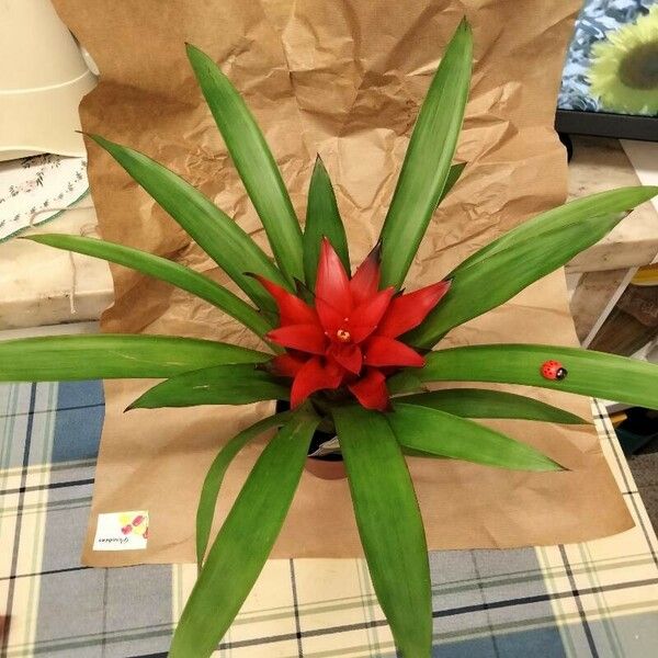 Guzmania lingulata Plante entière