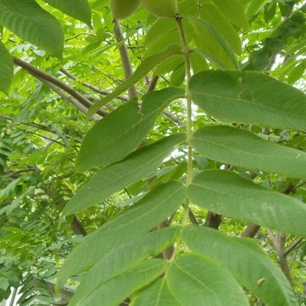 Imagem de referência para identificação da planta undefined