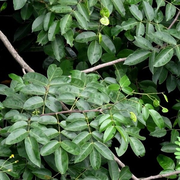 Pterocarpus officinalis Foglia