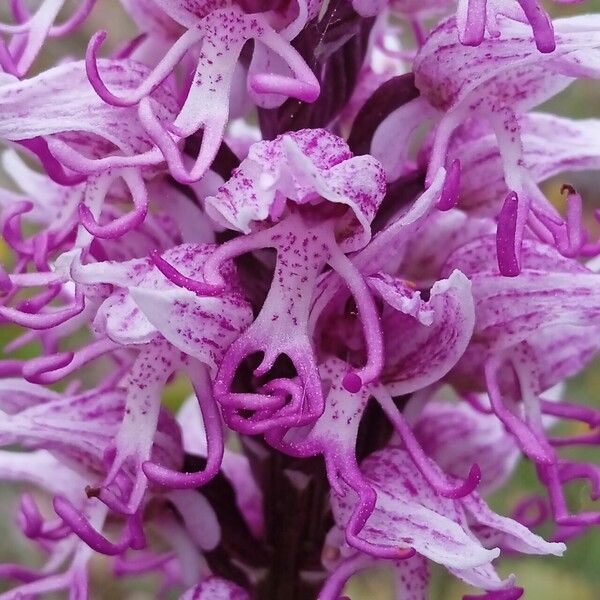 Orchis simia Egyéb