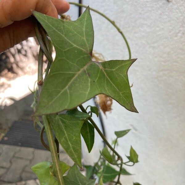 Senecio macroglossus Лист