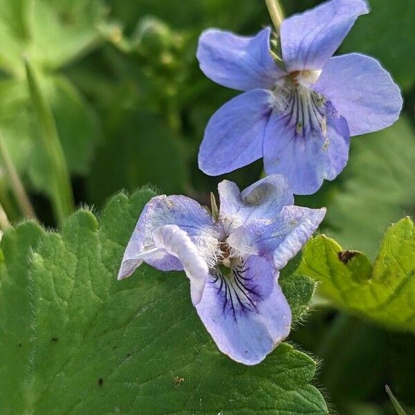 Viola reichenbachiana Costuma