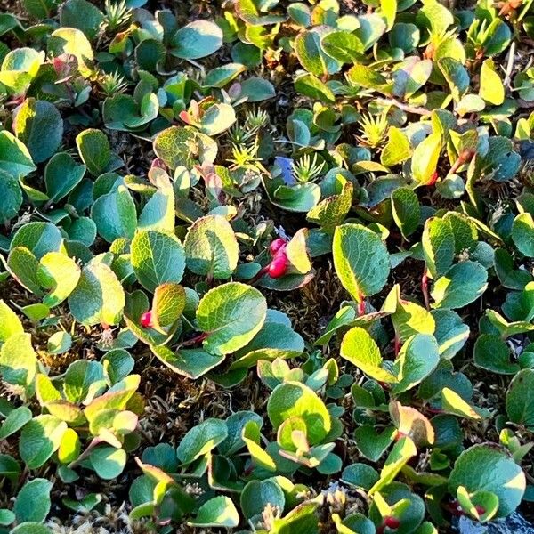 Salix herbacea Leaf