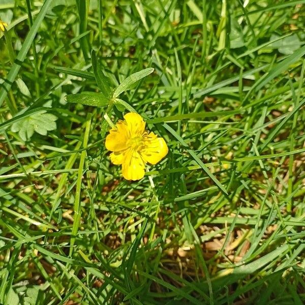 Ranunculus auricomus 花