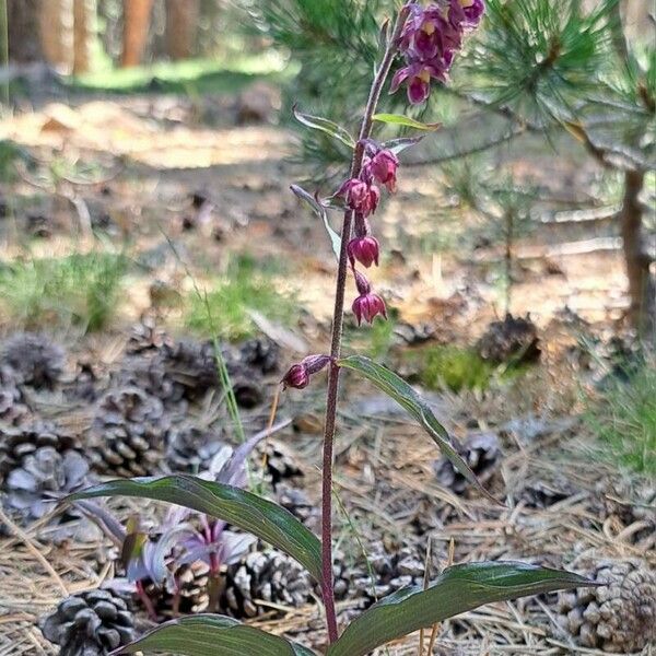 Epipactis atrorubens Habit