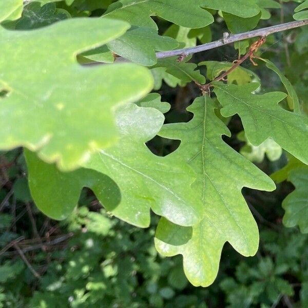 Quercus robur 葉