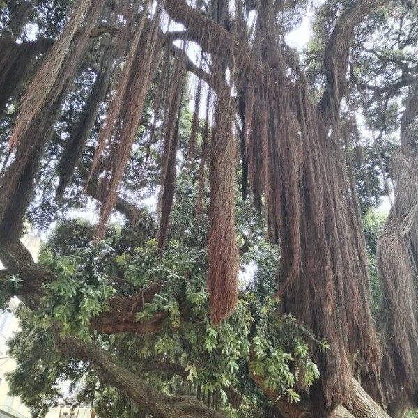 Metrosideros excelsa Kôra