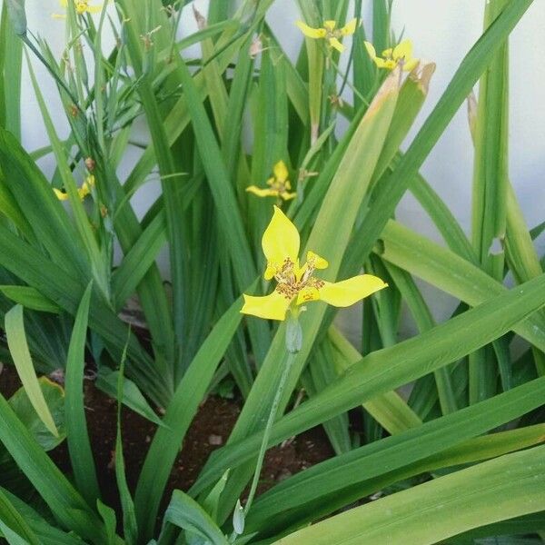 Trimezia martinicensis Flower