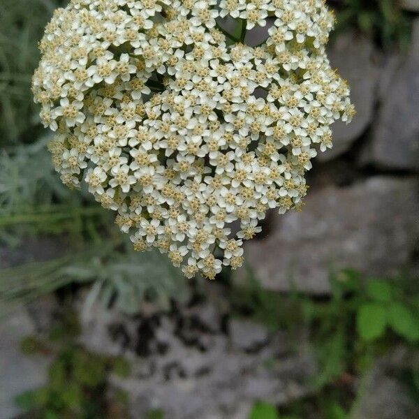 Achillea ligustica Квітка