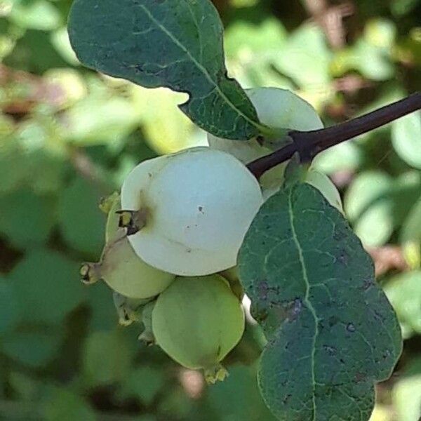 Symphoricarpos occidentalis Meyve