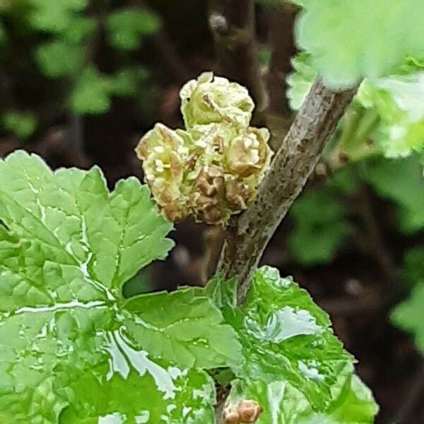 Ribes rubrum Flower