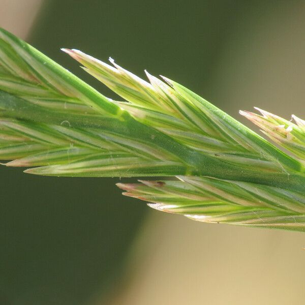 Lolium perenne Blomma