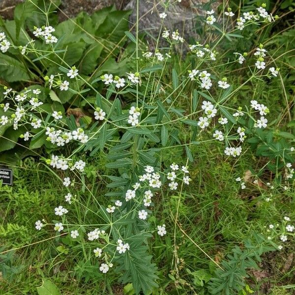 Euphorbia corollata 花