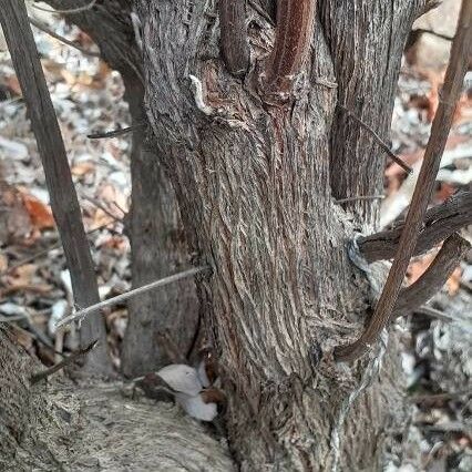 Bystropogon canariensis Bark