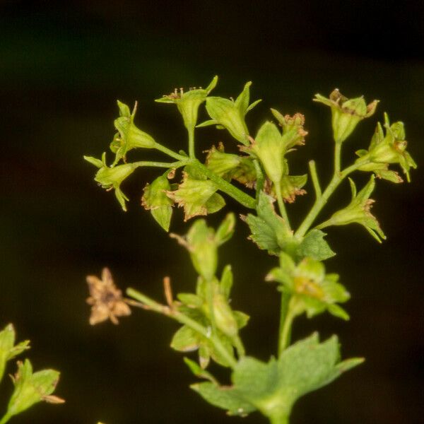 Alchemilla glabra Frutto