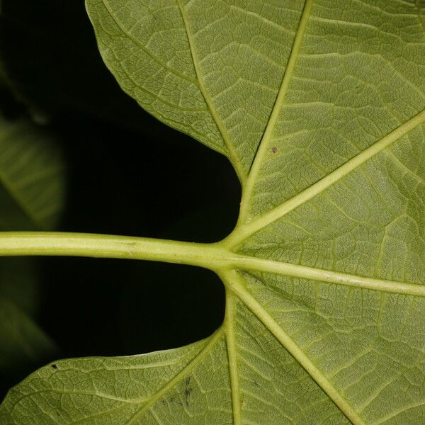 Gyrocarpus jatrophifolius 葉
