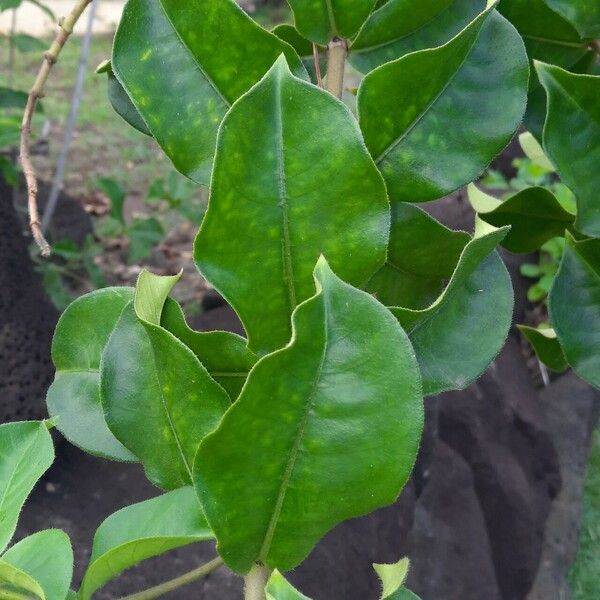 Allamanda blanchetii Leaf