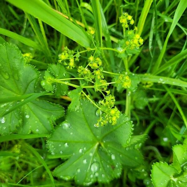 Alchemilla monticola Kwiat