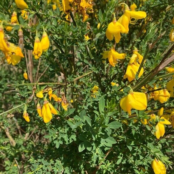 Cytisus striatus Leaf