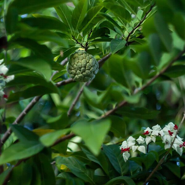 Annona squamosa Frucht