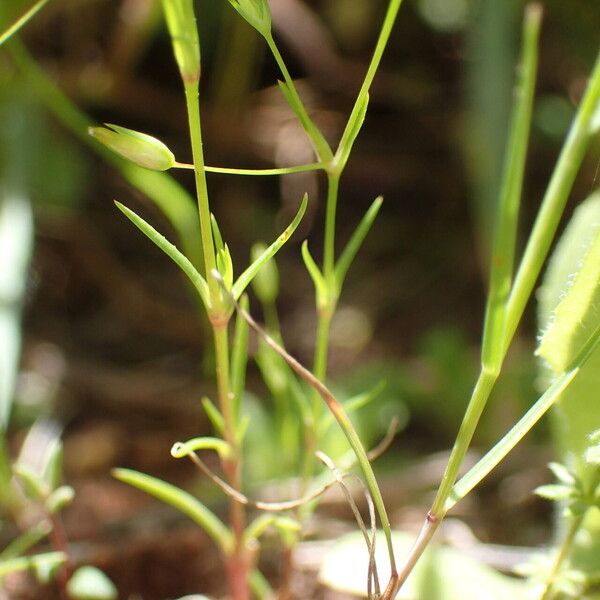 Sabulina tenuifolia Folha