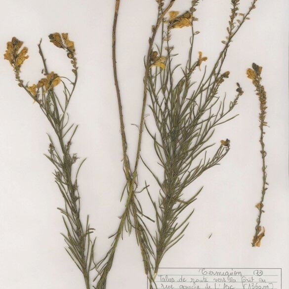 Linaria × sepium Хабит