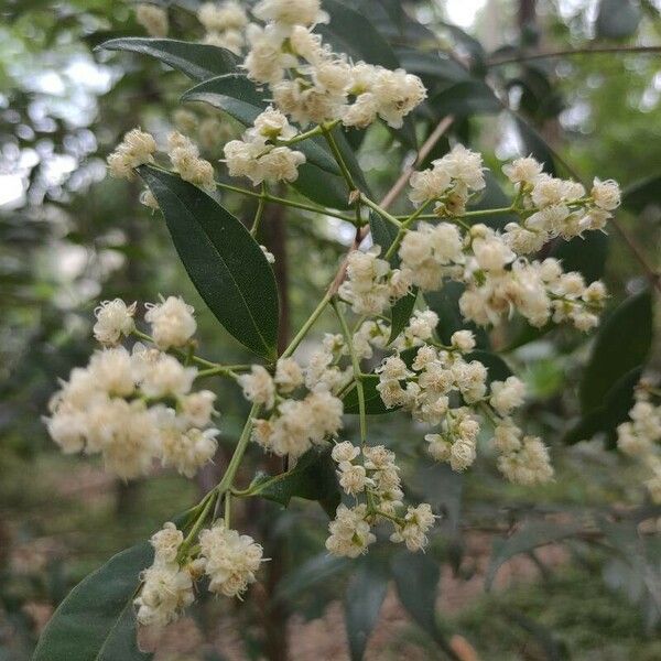 Myrcia splendens Bloem