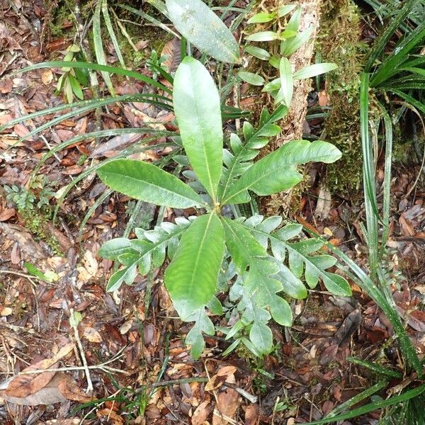 Apiopetalum glabratum Habitat