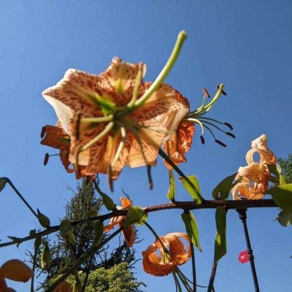 Lilium henryi ᱵᱟᱦᱟ