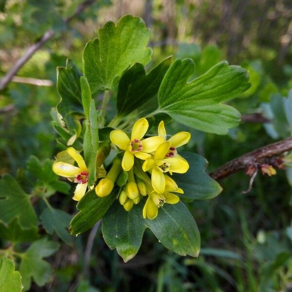 Ribes aureum 花