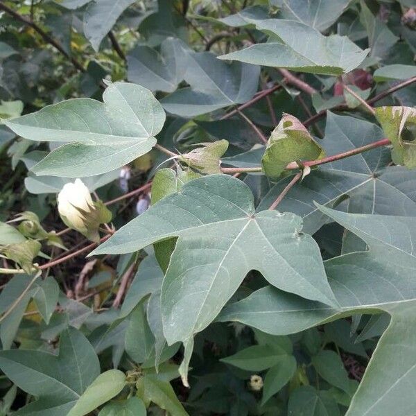 Gossypium hirsutum Lapas