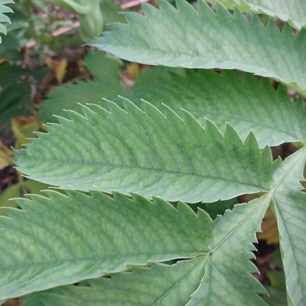 Melianthus major Листок