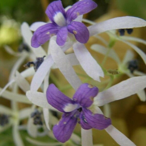 Petrea volubilis फूल