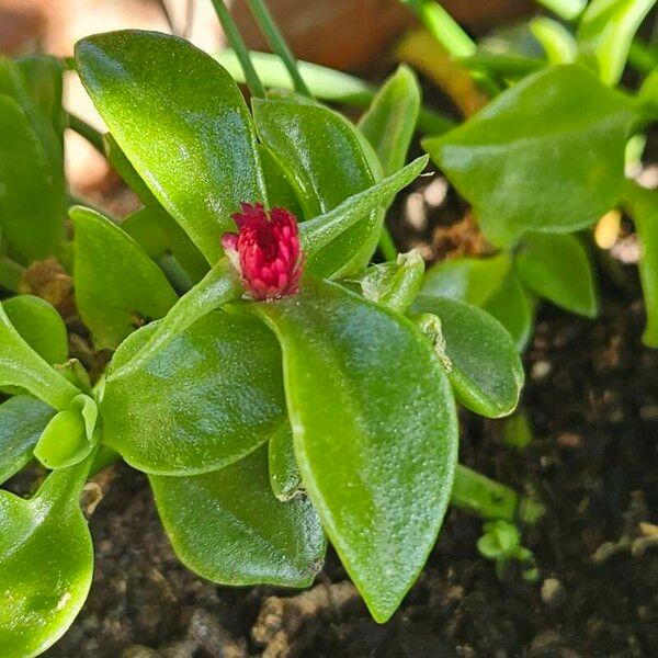 Mesembryanthemum cordifolium Flower