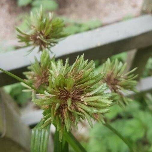 Cyperus difformis 花