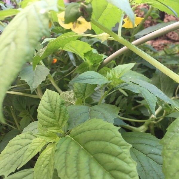 Physalis philadelphica Foglia