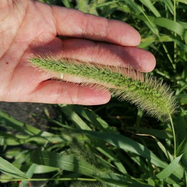 Setaria faberi Flower