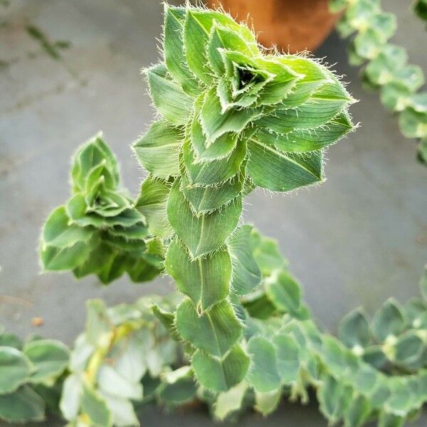Freycinetia elegantula Leaf