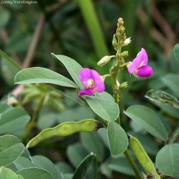 Tephrosia purpurea Floro